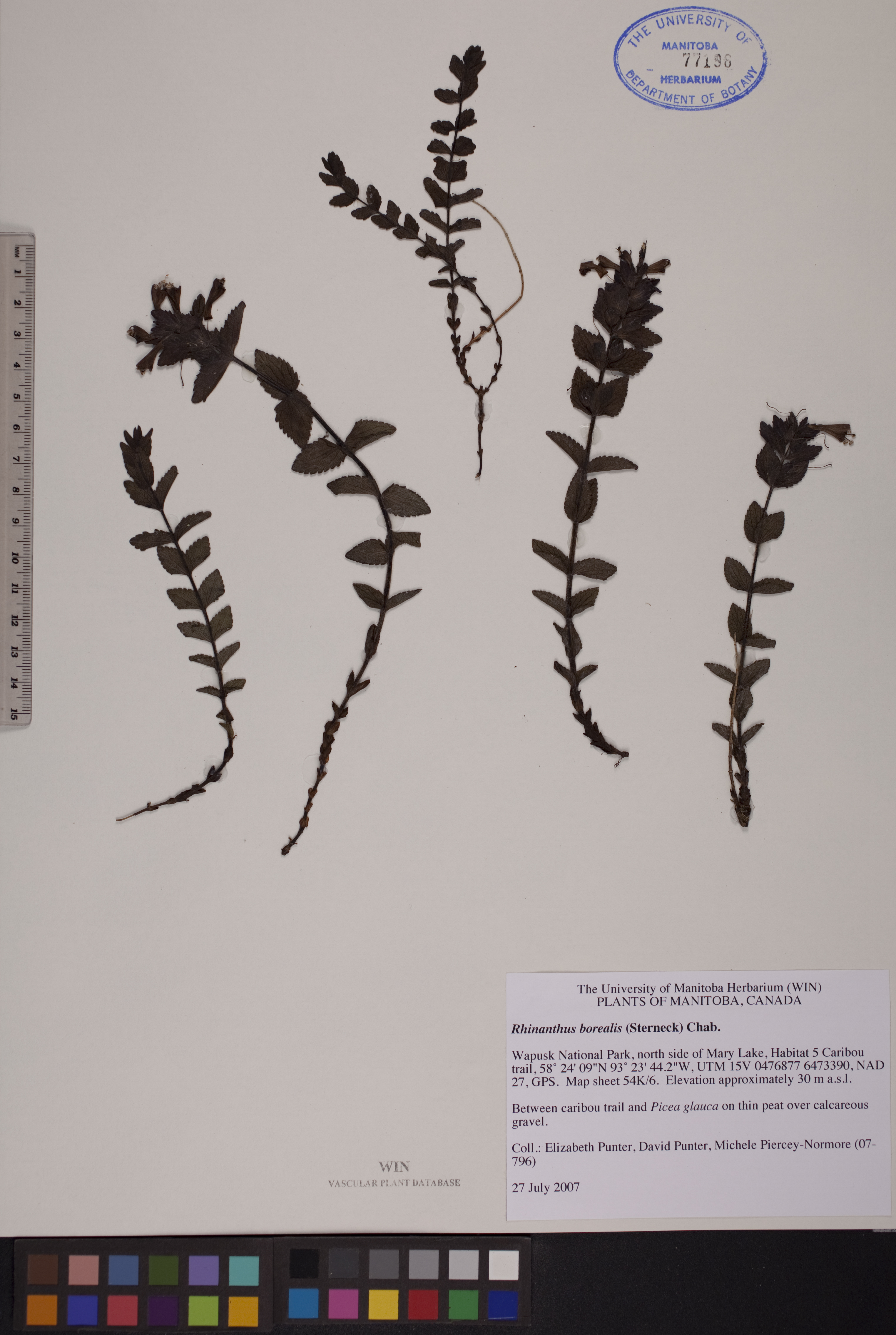Rhinanthus borealis image